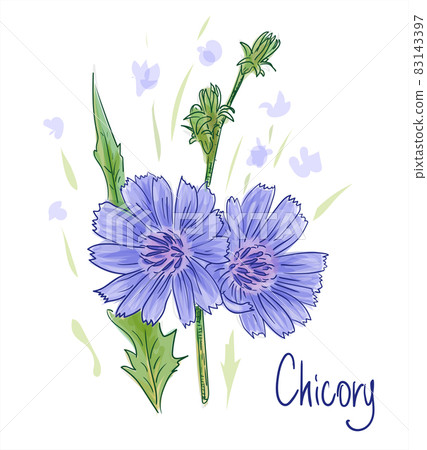 Common chicory or Cichorium intybus. Vector illustration. 83143397
