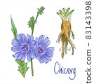 Common chicory or Cichorium intybus. Vector illustration. 83143398