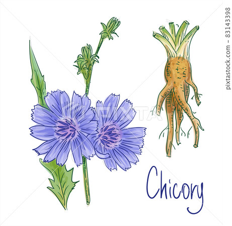 Common chicory or Cichorium intybus. Vector illustration. 83143398