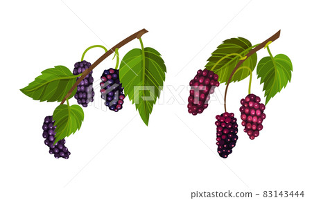 Purple grape bunches with leaves set. Fresh purple grapes decorative element vector illustration 83143444