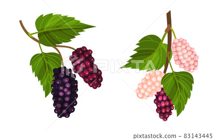 Grape bunches with leaves set. Fresh grapes branches decorative element vector illustration 83143445