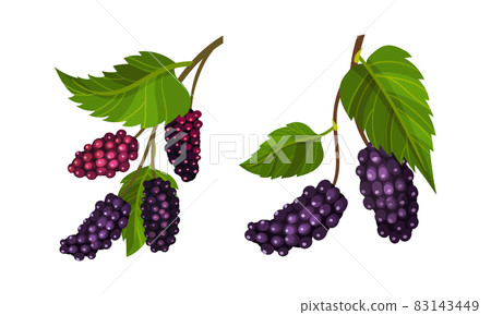 Grape bunches with leaves set. Fresh ripe purple grapes branches, wine ingredient, viticulture and agriculture organic product vector illustration 83143449