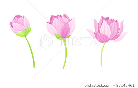 Set of pink lotus flowers. Stages of bud opened. Beautiful flower, symbol of oriental practices, yoga, wellness industry, ayurveda products vector illustration 83143461