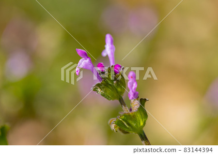 Henbit different from one of the seven spring herbs (Onitabiraco) 83144394