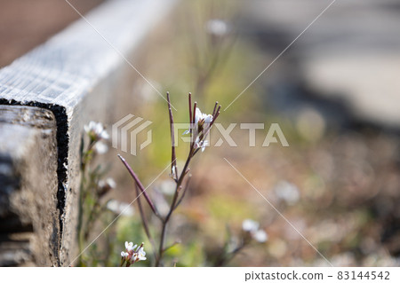 Eatable roadside white flowers Hairy bittercress 83144542