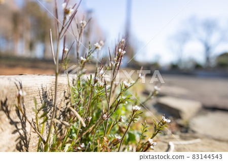 Eatable roadside white flowers Hairy bittercress Eatable roadside white flowers Hairy bittercress 83144543