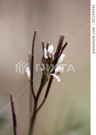 Eatable roadside white flowers Hairy bittercress 83144545
