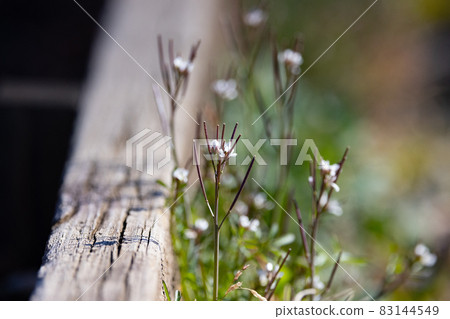 Eatable roadside white flowers Hairy bittercress 83144549