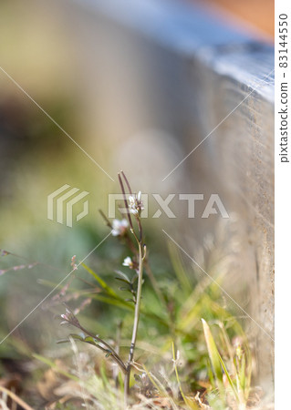 Eatable roadside white flowers Hairy bittercress Eatable roadside white flowers Hairy bittercress 83144550