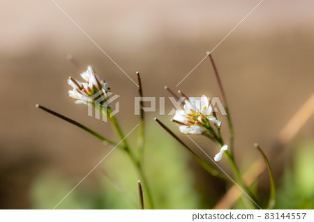 Eatable roadside white flowers Hairy bittercress 83144557