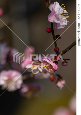 梅，預示著春天的花朵 83144986