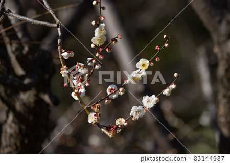 梅,預示著春天的花朵 梅,預示著春天的花朵 83144987