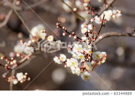 梅,預示著春天的花朵 梅,預示著春天的花朵 83144989