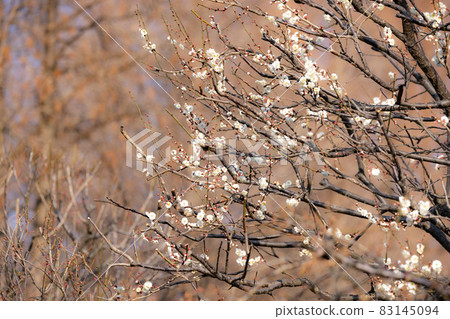Ume, a flower that heralds spring 83145094