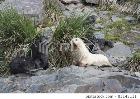 Antarctic fur seal pup close up in grass 83145111