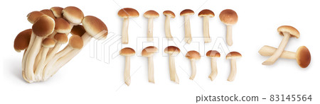 honey fungus mushrooms isolated on white background with clipping path and full depth of field. Set or collection honey fungus mushrooms isolated on white background with clipping path and full depth of field. Set or collection 83145564