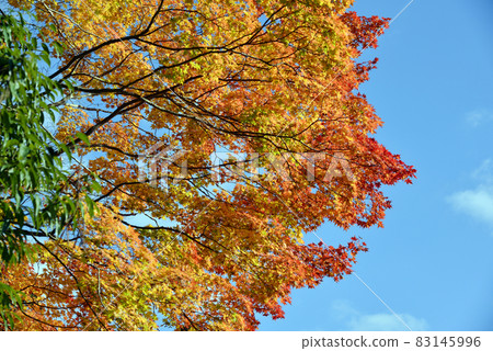 Autumn leaves in the precincts of Jingoji Temple Takao, Ukyo-ku, Kyoto 83145996