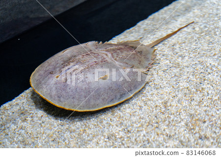Horseshoe crab Horseshoe crab 83146068
