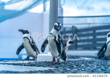 A flock of African penguins (Shikoku Aquarium) 83146078
