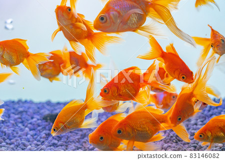 A school of goldfish (Telescope) A school of goldfish (Telescope) 83146082