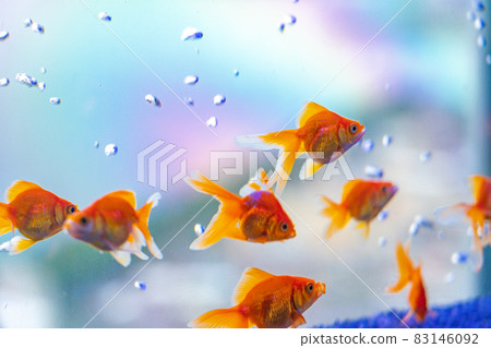 Goldfish swimming in an aquarium 83146092
