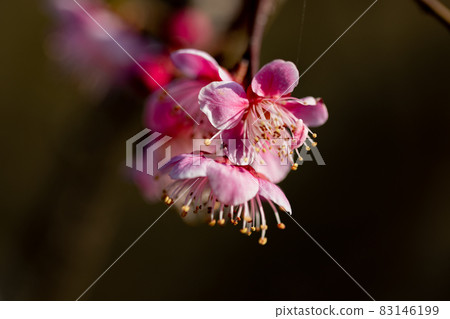 Ume, a flower that heralds spring 83146199