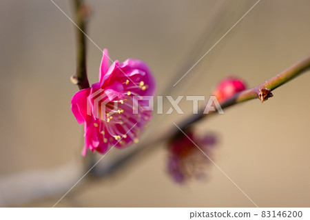 Ume, a flower that heralds spring 83146200