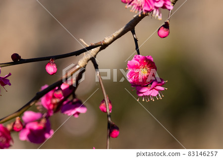 Ume, a flower that heralds spring Ume, a flower that heralds spring 83146257