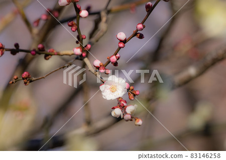 梅,預示著春天的花朵 梅,預示著春天的花朵 83146258