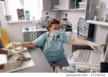 Veterinarian in mask shows onto screen performing ultrasound investigation of cat abdomen in clinic Veterinarian in mask shows onto screen performing ultrasound investigation of cat abdomen in clinic 83146292
