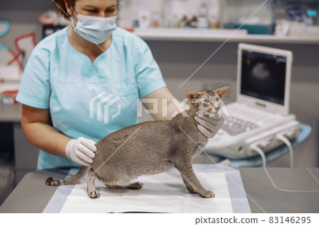 Professional veterinarian in mask examines grey cat sitting in modern clinic office Professional veterinarian in mask examines grey cat sitting in modern clinic office 83146295