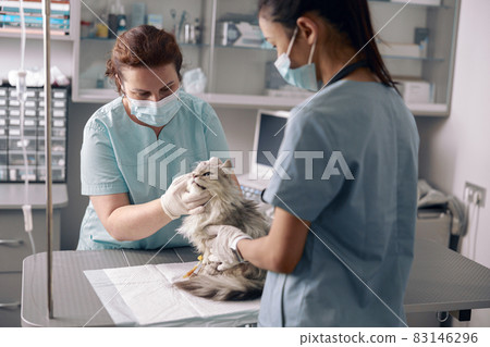 Veterinarian in medical mask examines ear of cute grey cat with assistant in hospital Veterinarian in medical mask examines ear of cute grey cat with assistant in hospital 83146296