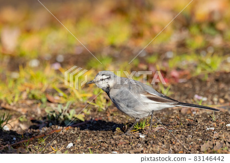 Black-backed wagtail, a wild bird that has low alertness to humans and may approach humans Black-backed wagtail, a wild bird that has low alertness to humans and may approach humans 83146442