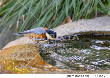 Varied tit, a dexterous bird that imitates singing and performs tricks 83146476