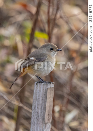 Adorable winter bird Daurian Redstart Adorable winter bird Daurian Redstart 83146771