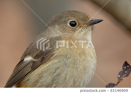 可愛的冬季鳥類達里安Redstart 83146909