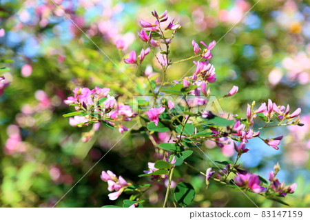 萩花 萩花 83147159