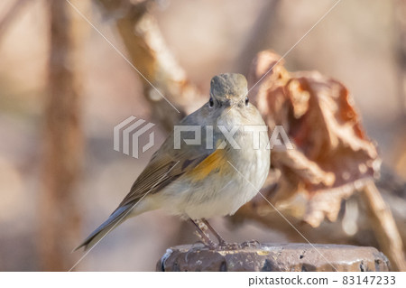 Female of the popular Ruribitaki who visits in winter wearing lapis lazuli and orange Female of the popular Ruribitaki who visits in winter wearing lapis lazuli and orange 83147233