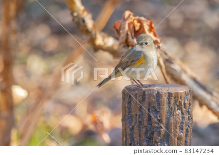 Female of the popular Ruribitaki who visits in winter wearing lapis lazuli and orange Female of the popular Ruribitaki who visits in winter wearing lapis lazuli and orange 83147234