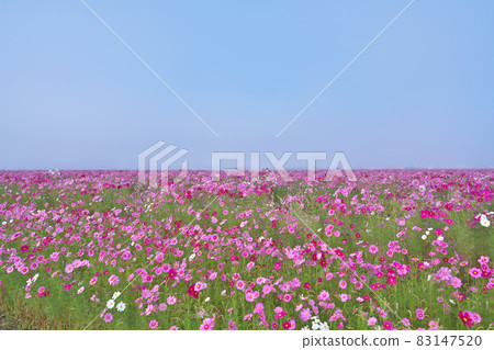 Mist-filled cosmos field Mist-filled cosmos field 83147520
