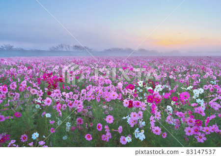 Mist-filled cosmos field 83147537