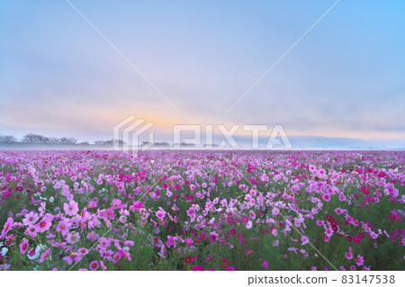 Mist-filled cosmos field 83147538