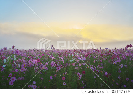 Mist-filled cosmos field 83147539