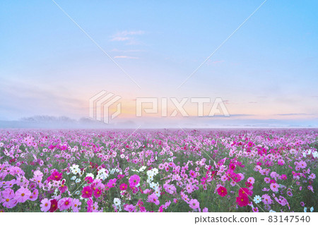 Mist-filled cosmos field 83147540