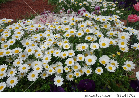 White flowers blooming outdoors White flowers blooming outdoors 83147702