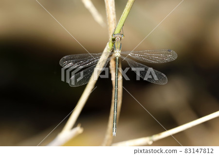 Covetail Covetail 83147812