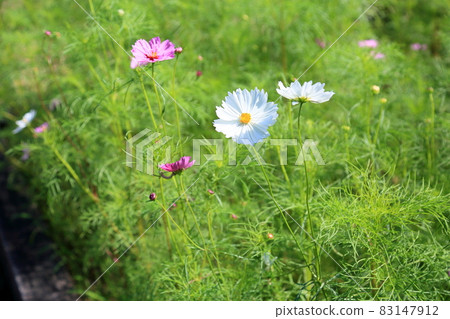 波斯菊花 波斯菊花 83147912