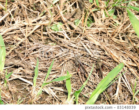 Car grasshopper 83148039