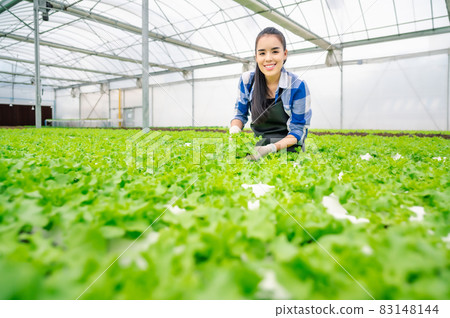 harvesting vegetable in a greenhouse hydroponic farm 83148144