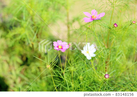 Cosmos flowers 83148156